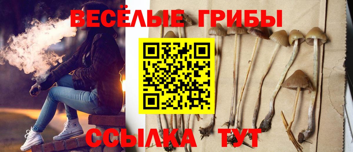Псилоцибиновые грибы Cubensis Тимашёвск